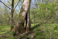 Vaughn Branch Sycamore 0