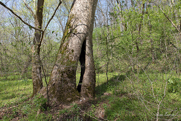 Vaughn Branch Sycamore 0