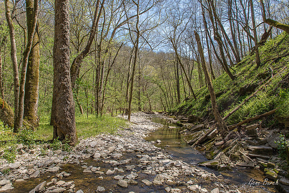 Vaughn Branch Creek 01